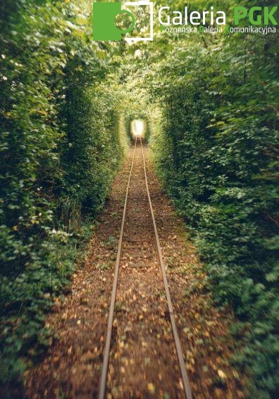 tunel z lasu